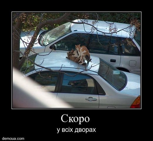 [Зображення: attachment.php?attachmentid=255952&a...1362644131]