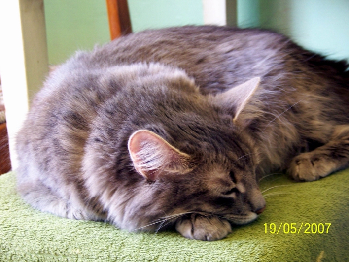 attachment.php?attachmentid=10751&stc=1&d=1226057107