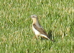 attachment.php?attachmentid=114385&stc=1&d=1307103641