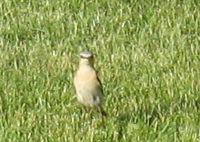 attachment.php?attachmentid=114387&stc=1&d=1307103655