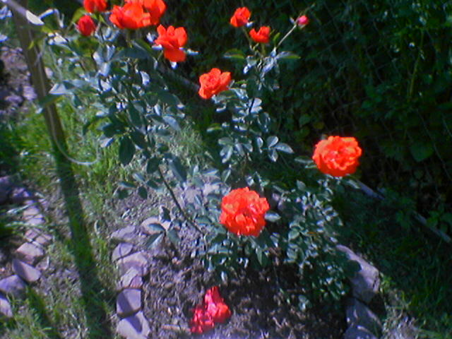 attachment.php?attachmentid=121521&stc=1&d=1292023453