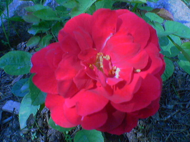 attachment.php?attachmentid=121523&stc=1&d=1292023453