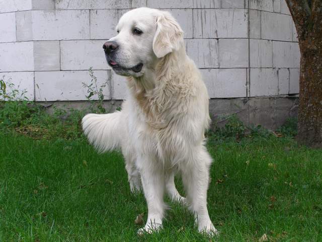 attachment.php?attachmentid=135829&d=1317220642