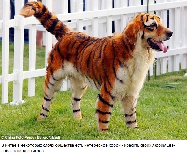 attachment.php?attachmentid=138200&stc=1&d=1318327176