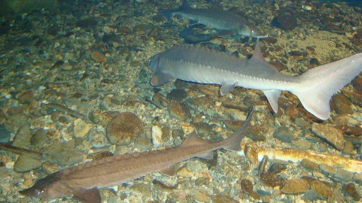 attachment.php?attachmentid=138230&stc=1&d=1318330789