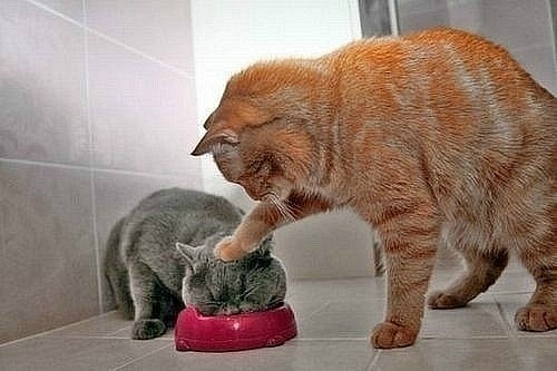 attachment.php?attachmentid=152313&d=1324237644