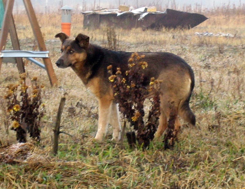 attachment.php?attachmentid=156418&d=1326443938