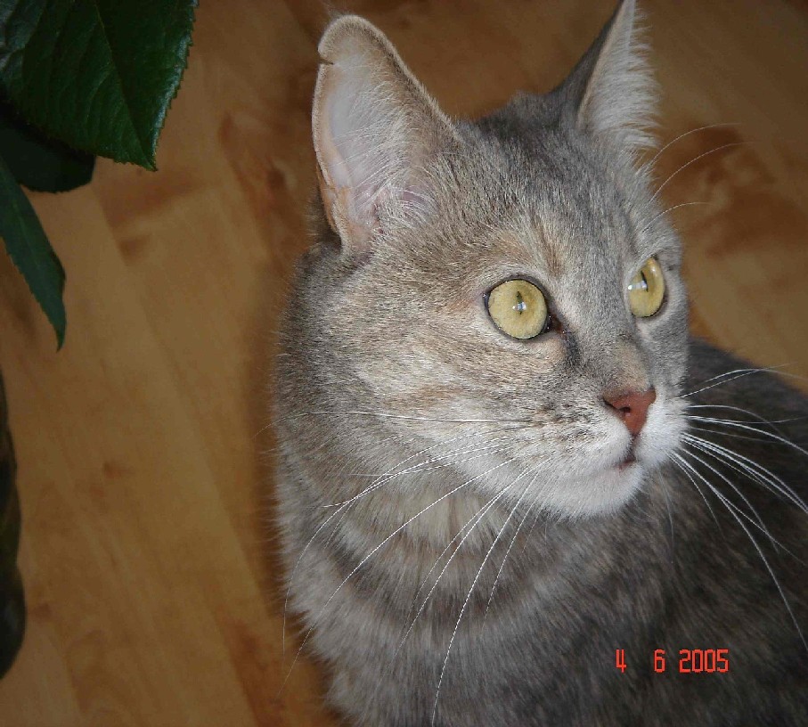 attachment.php?attachmentid=165885&stc=1&d=1329750769