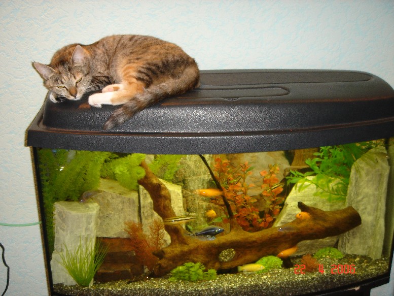 attachment.php?attachmentid=165889&stc=1&d=1329751244