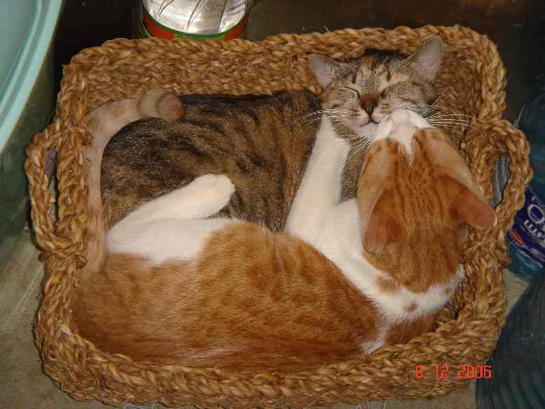 attachment.php?attachmentid=165901&stc=1&d=1329751969