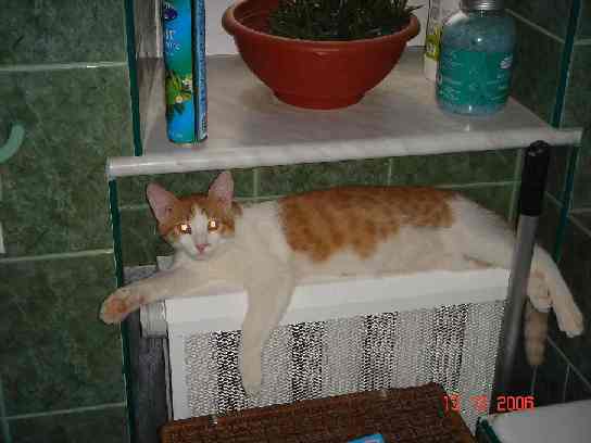 attachment.php?attachmentid=165904&stc=1&d=1329752152