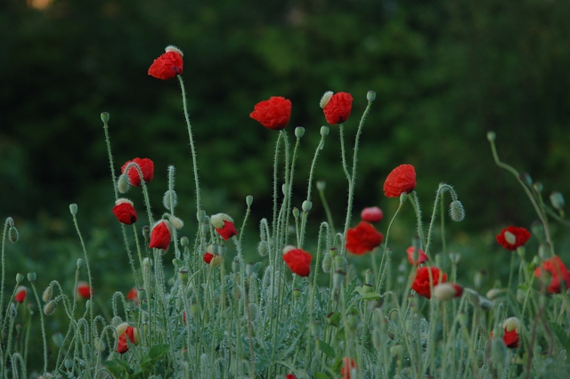 attachment.php?attachmentid=194215&d=1339748515