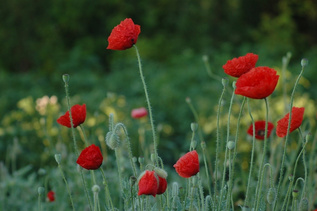 attachment.php?attachmentid=194216&d=1339748550