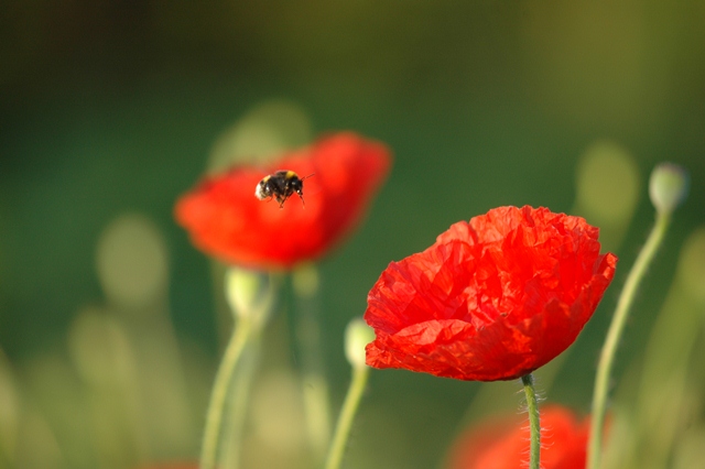 attachment.php?attachmentid=194217&d=1339748583