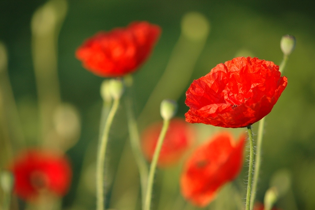 attachment.php?attachmentid=194218&d=1339748616