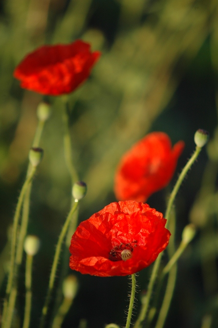 attachment.php?attachmentid=194219&d=1339748652