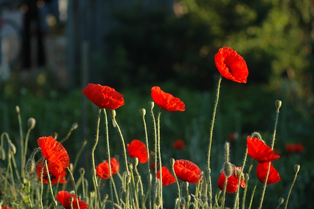 attachment.php?attachmentid=194220&d=1339748683