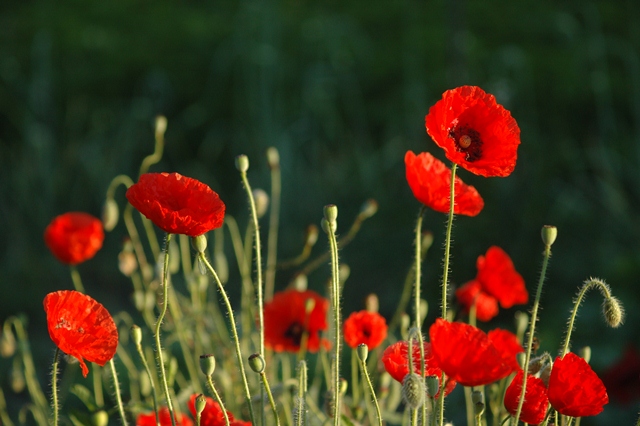 attachment.php?attachmentid=194221&d=1339748724