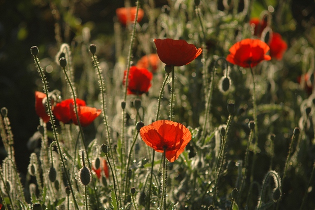 attachment.php?attachmentid=194222&d=1339748758