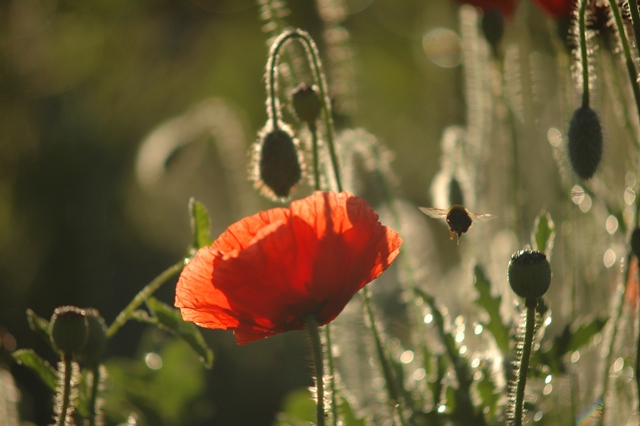 attachment.php?attachmentid=194224&d=1339748870