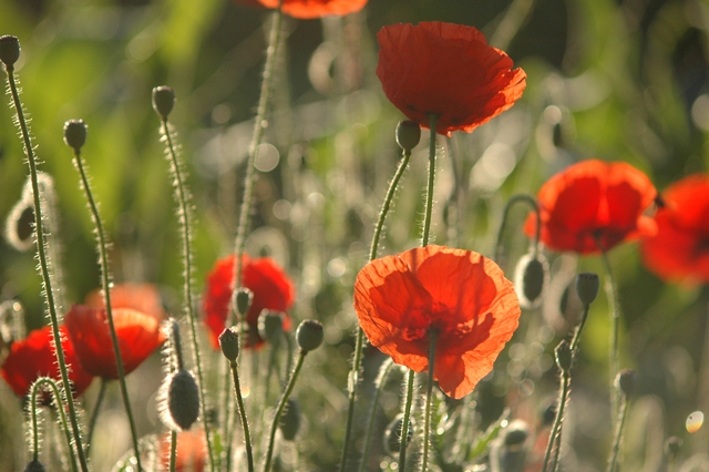 attachment.php?attachmentid=194232&d=1339749796