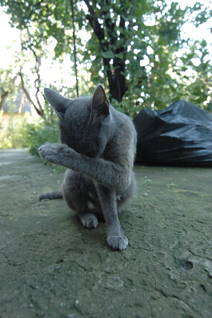 attachment.php?attachmentid=212931&d=1347041485