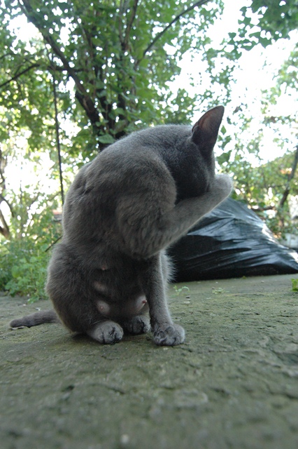 attachment.php?attachmentid=212935&d=1347041591