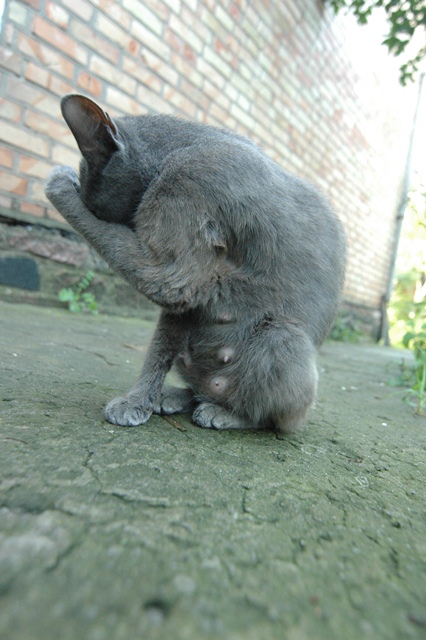 attachment.php?attachmentid=212936&d=1347041623