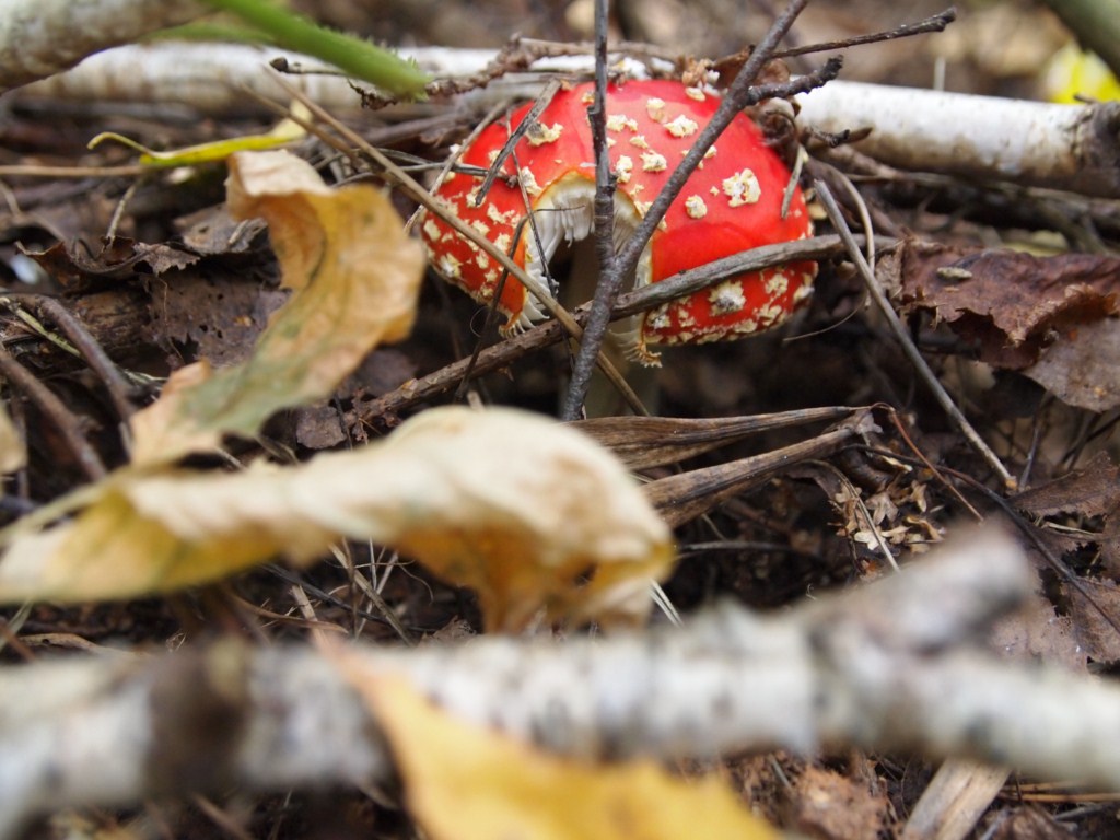 attachment.php?attachmentid=214938&stc=1&d=1347832100