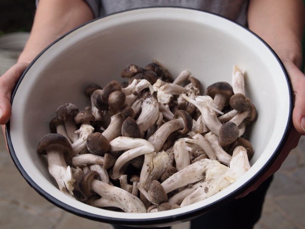 attachment.php?attachmentid=214941&stc=1&d=1347832120