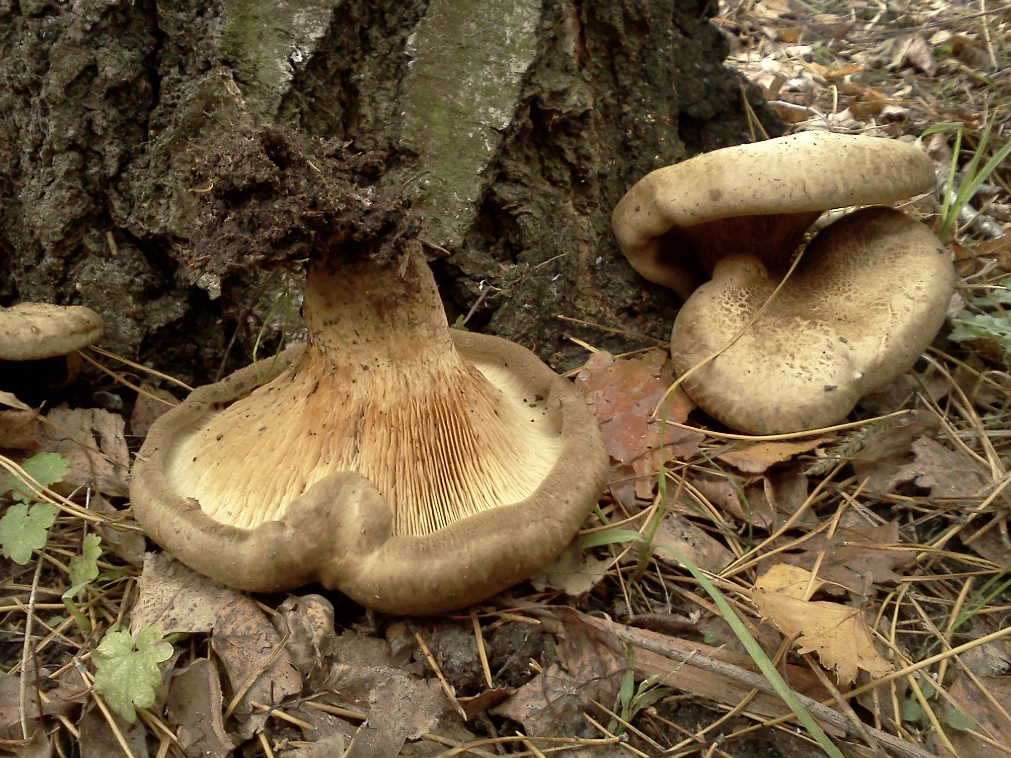 attachment.php?attachmentid=222860&thumb=1&d=1350852770