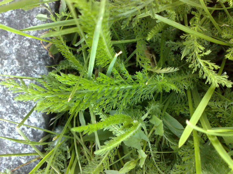 attachment.php?attachmentid=22765&stc=1&d=1247669693