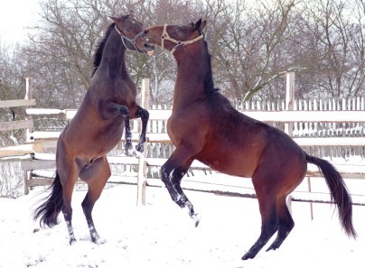 attachment.php?attachmentid=236050&stc=1&d=1355600068