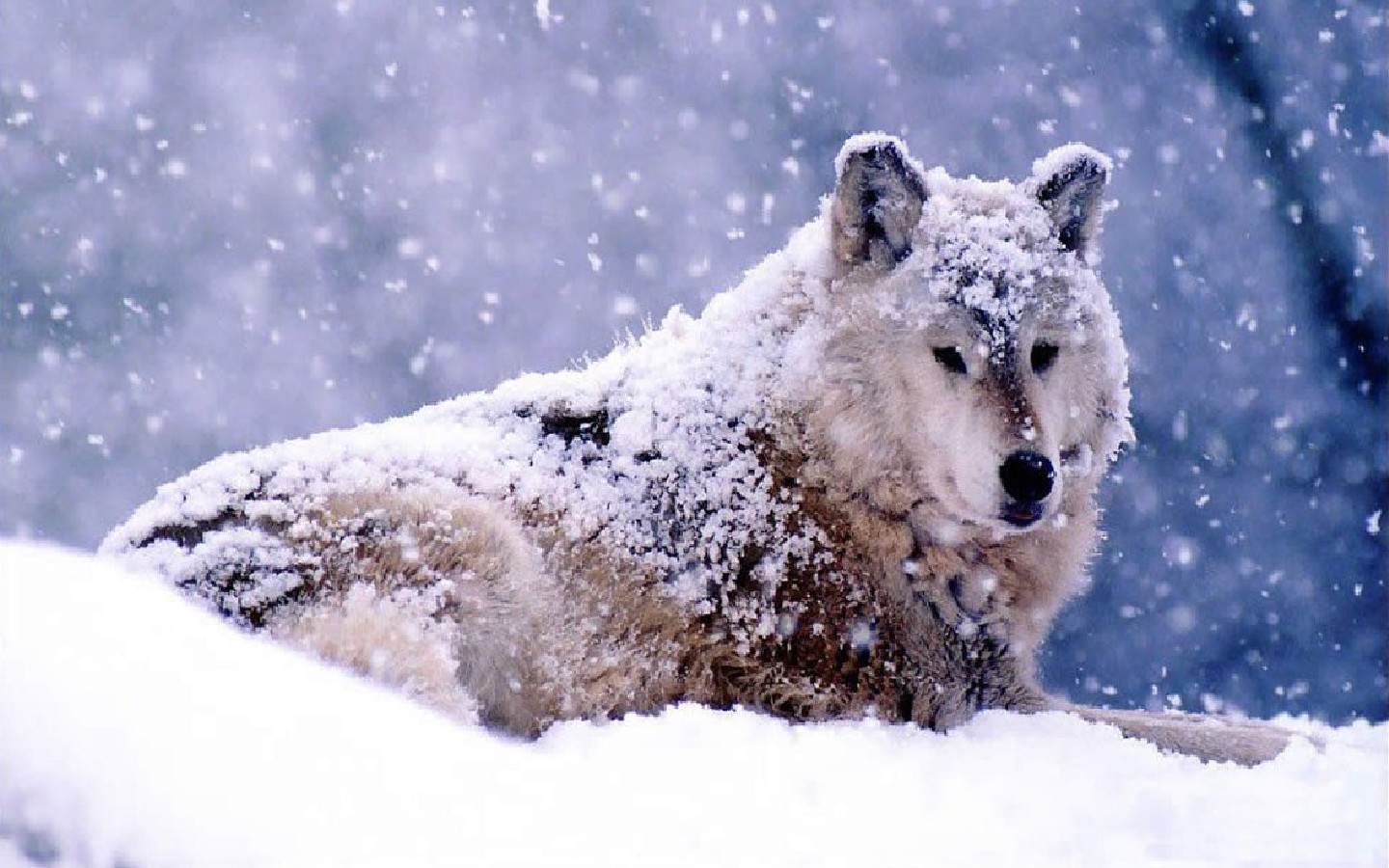 attachment.php?attachmentid=238467&d=1356587667