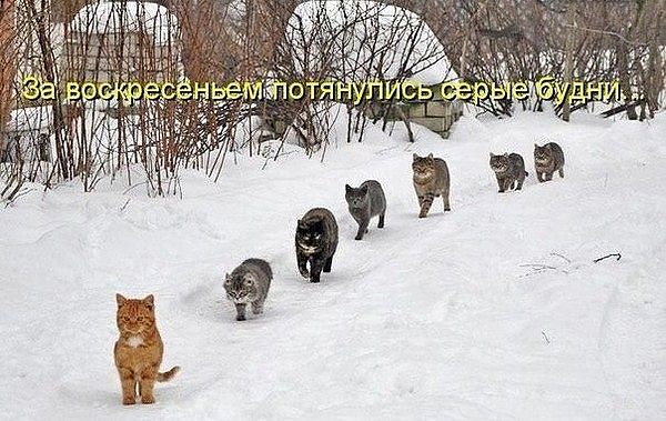 attachment.php?attachmentid=253382&stc=1&d=1361787834