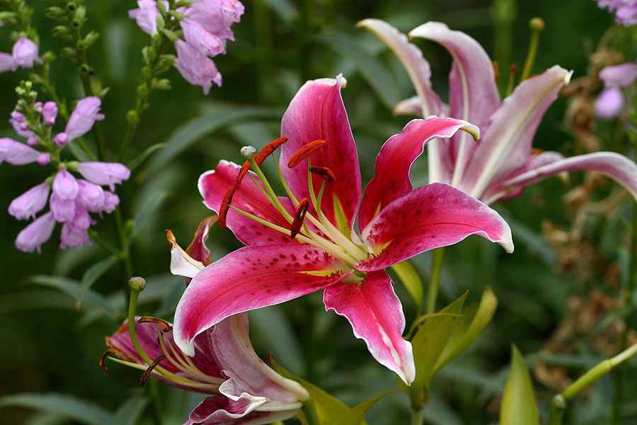 attachment.php?attachmentid=256305&stc=1&d=1362763522