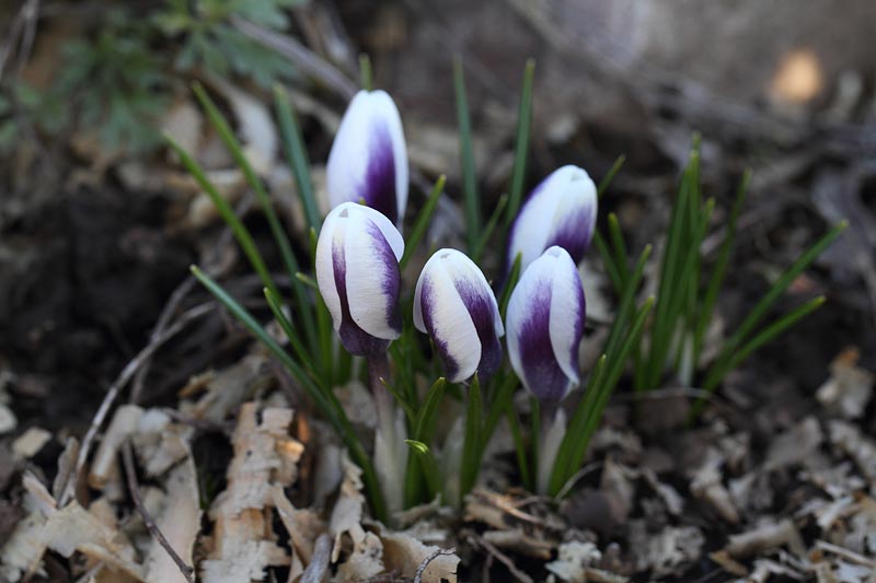 attachment.php?attachmentid=258624&stc=1&d=1363553563