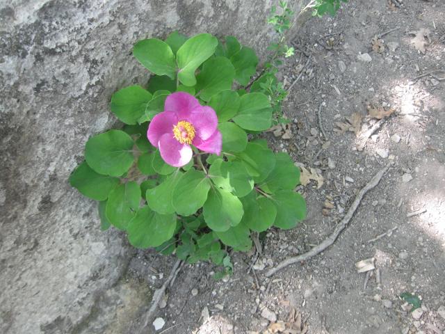 attachment.php?attachmentid=273987&stc=1&d=1367940164