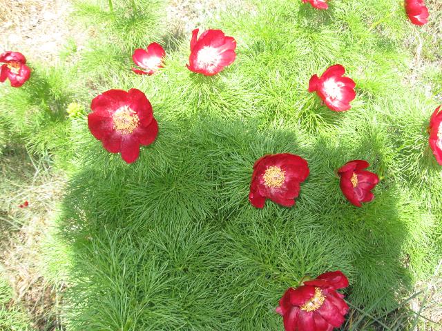 attachment.php?attachmentid=273988&stc=1&d=1367940232