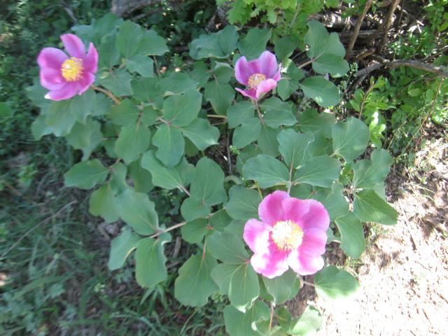 attachment.php?attachmentid=273989&stc=1&d=1367940310