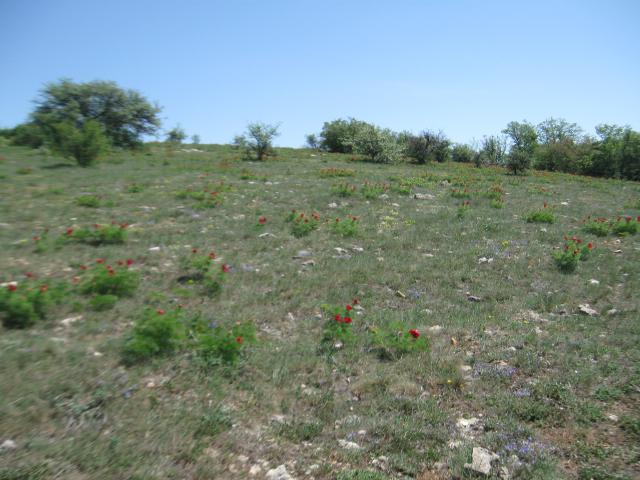 attachment.php?attachmentid=273991&stc=1&d=1367940478