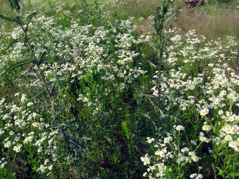 attachment.php?attachmentid=285328&stc=1&d=1371413045