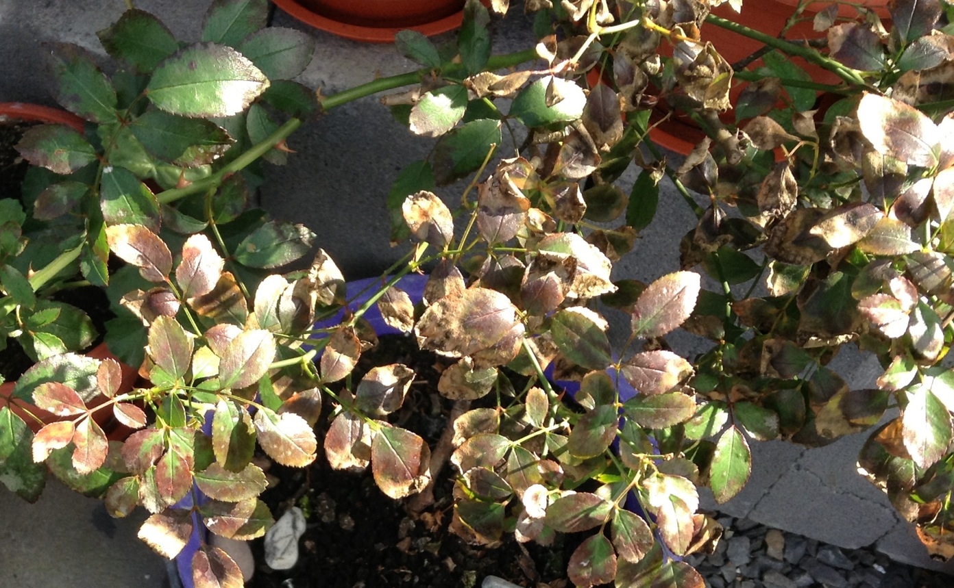 attachment.php?attachmentid=306500&stc=1&d=1378903198