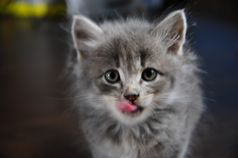 attachment.php?attachmentid=314293&d=1381939475