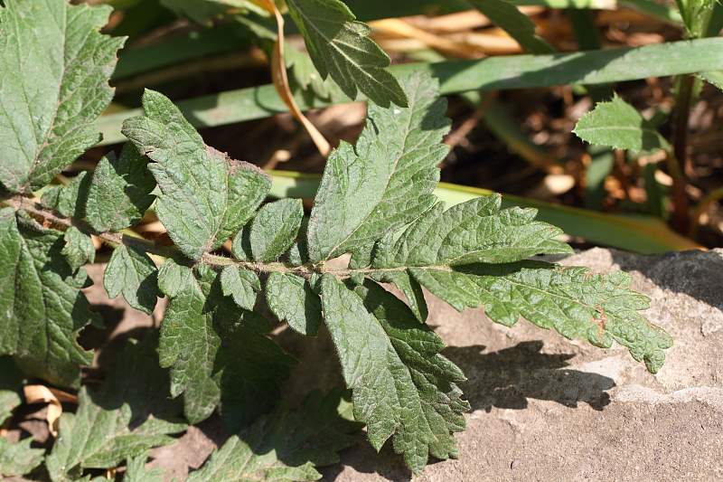 attachment.php?attachmentid=315583&stc=1&d=1382452058