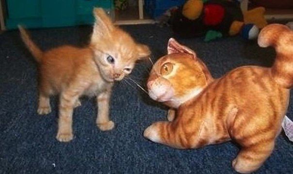 attachment.php?attachmentid=333494&stc=1&d=1389810511