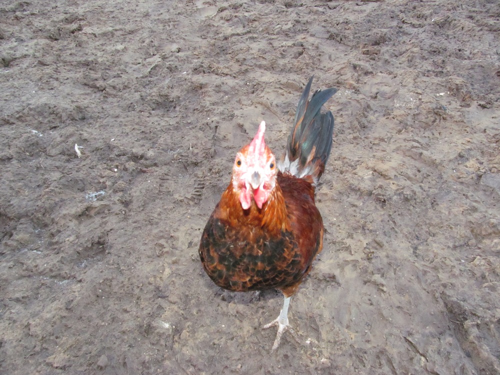 attachment.php?attachmentid=341376&d=1392748832