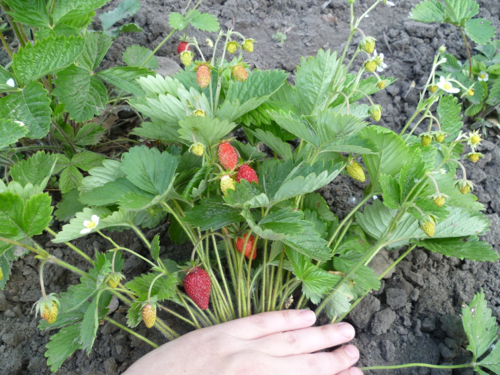 attachment.php?attachmentid=342585&stc=1&d=1393439182