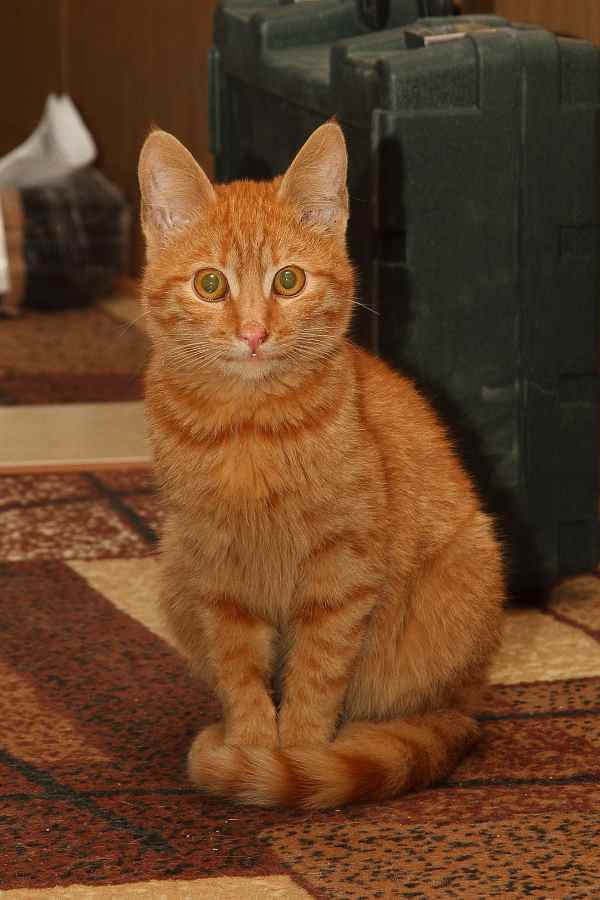 attachment.php?attachmentid=343851&stc=1&d=1394174265