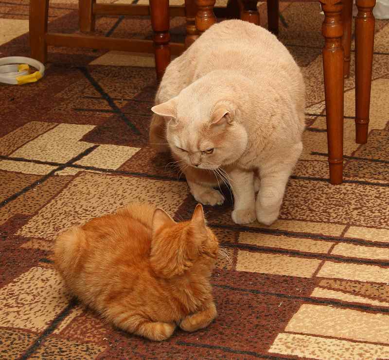 attachment.php?attachmentid=343854&stc=1&d=1394174265